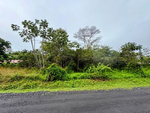 a plant that is in middle of garden