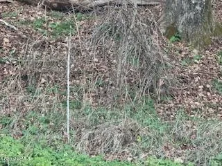 a view of a forest from a window