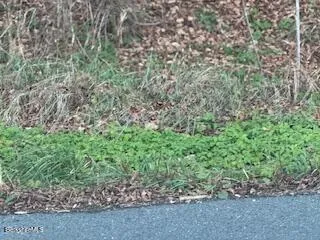 a view of a garden with a tree