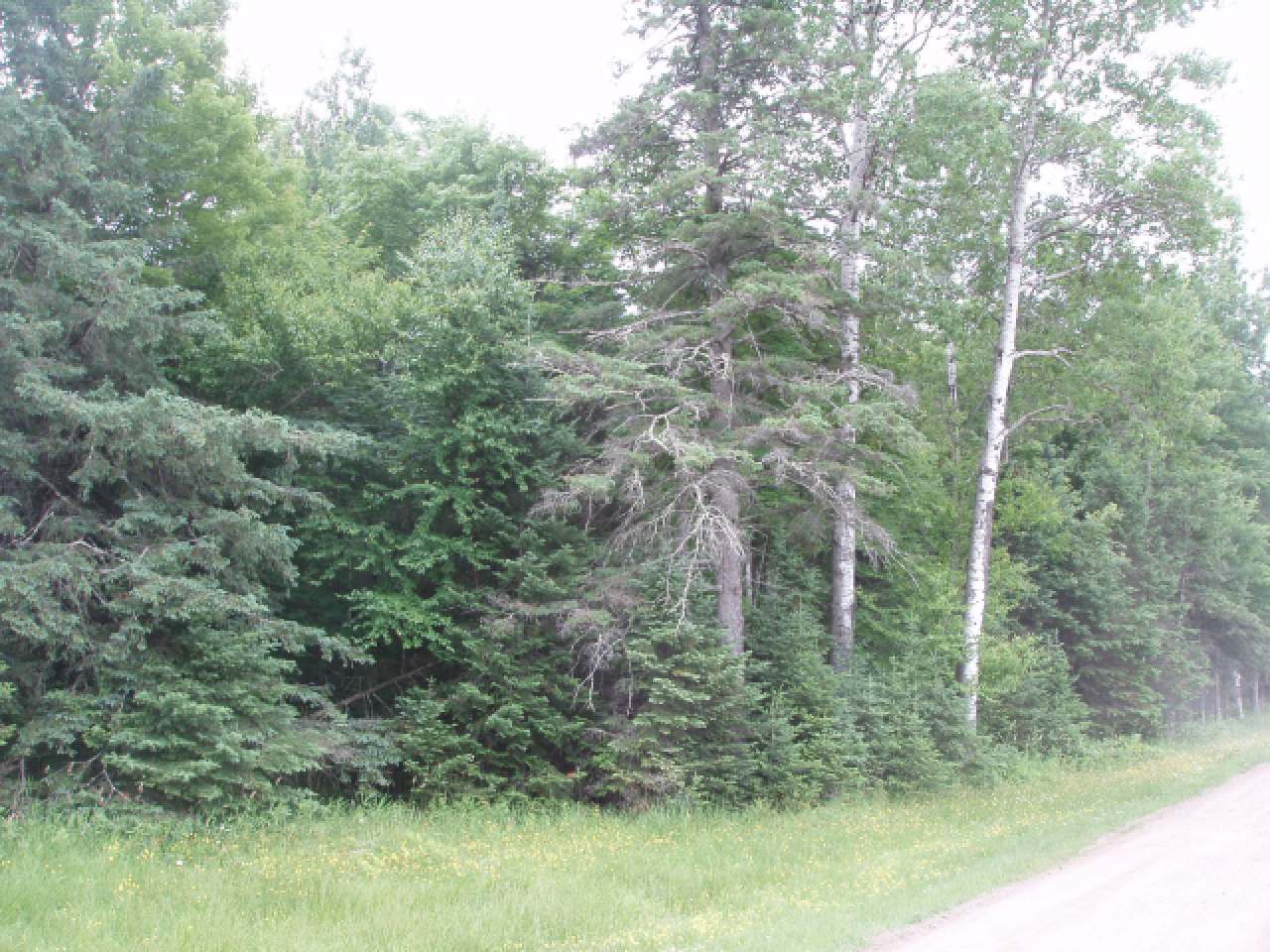 N16874 Venz Road Butternut, WI 54514 - Photo 6 of 11 Gallery Image 6