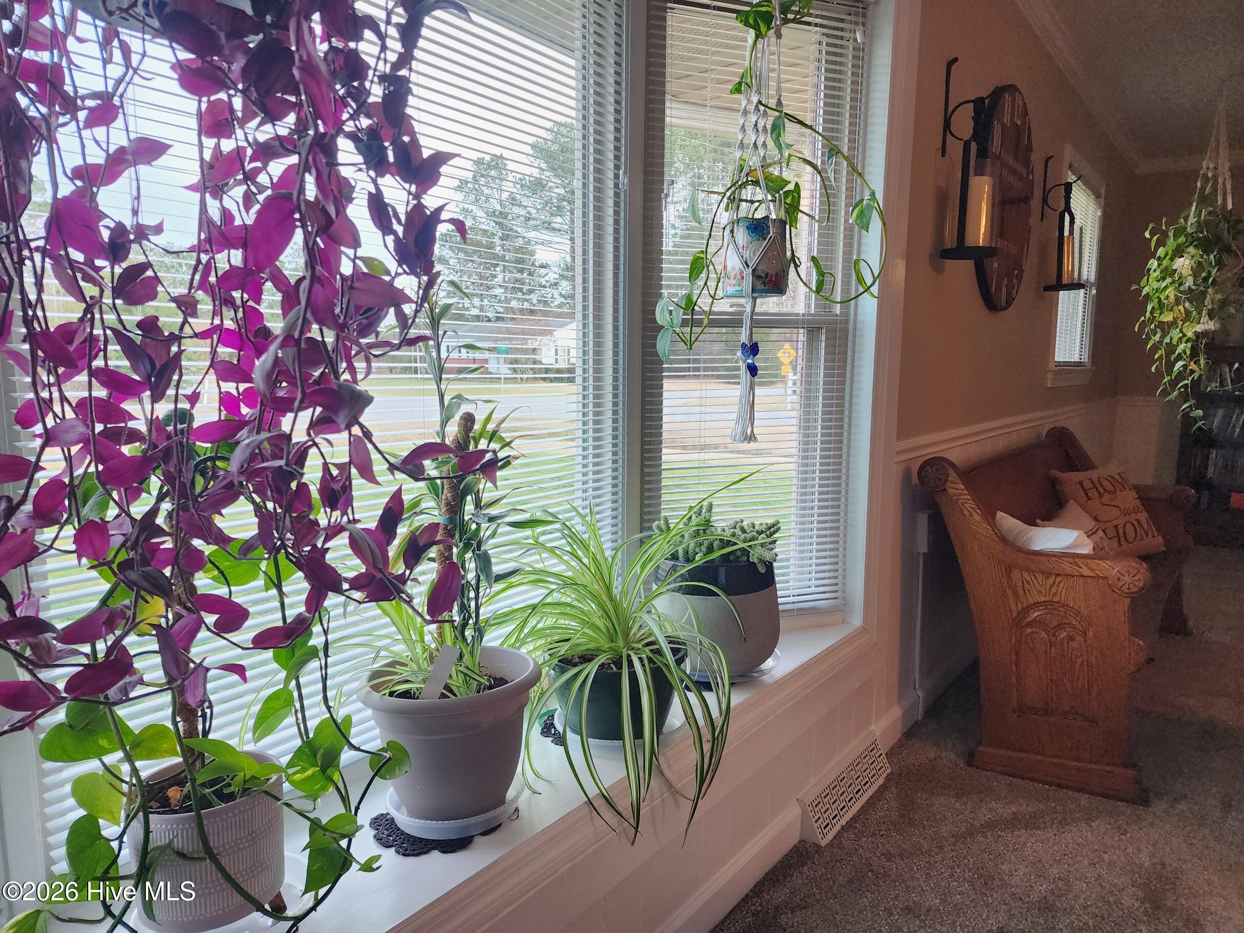 222 Orange Street Kinston, NC 28504 - Photo 18 of 28 These Plants Love the Sunlight