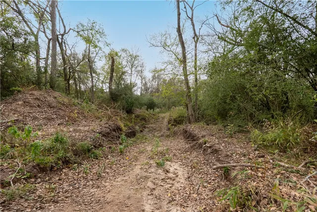 an aerial view of forest