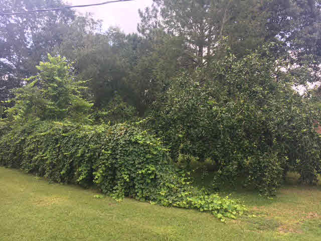 107 7th Avenue Atmore, AL 36502 - Photo 3 of 16
