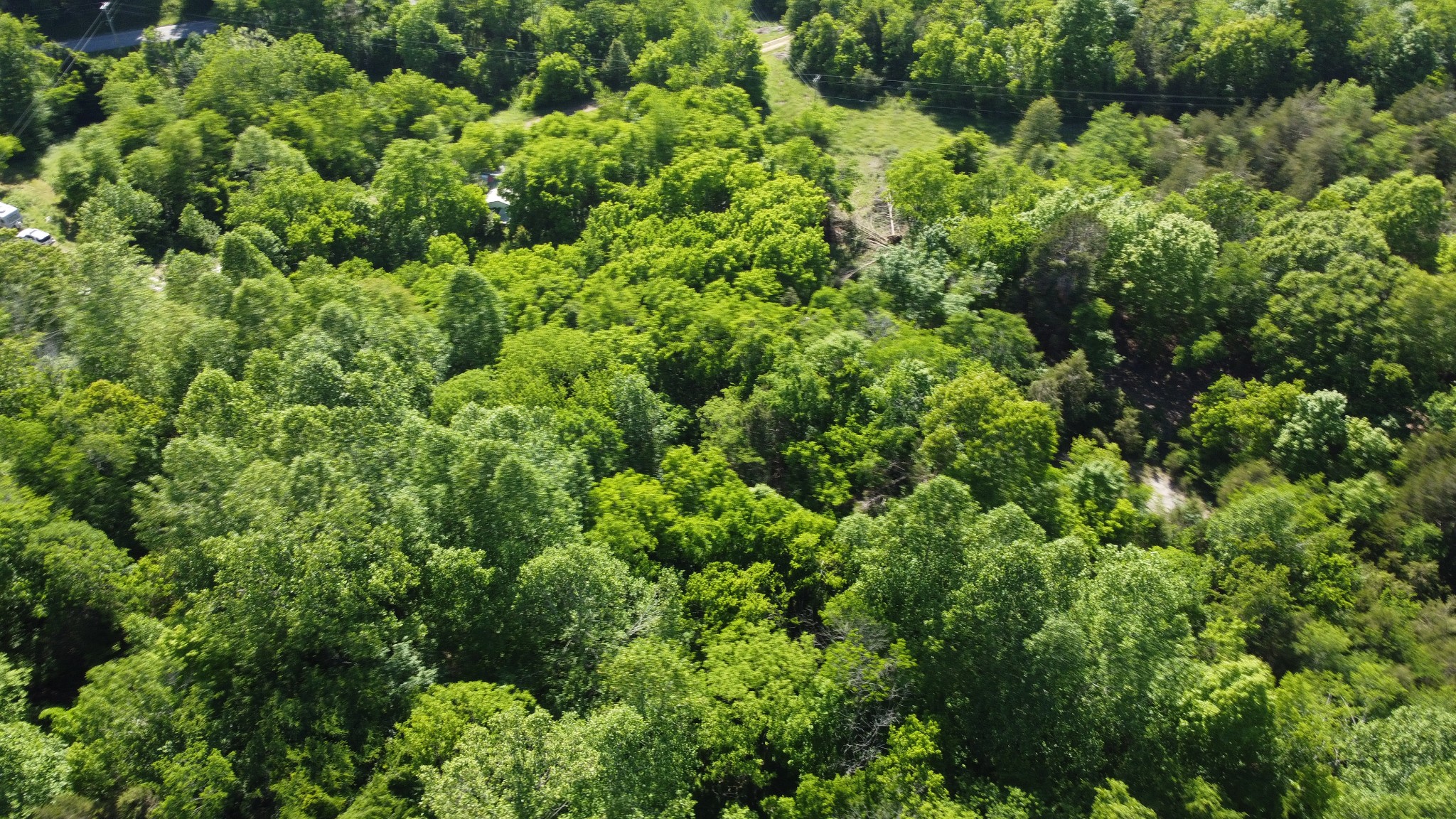738 Rogues Fork Road Bethpage, TN 37022 - Photo 11 of 16 a view of a lush green forest