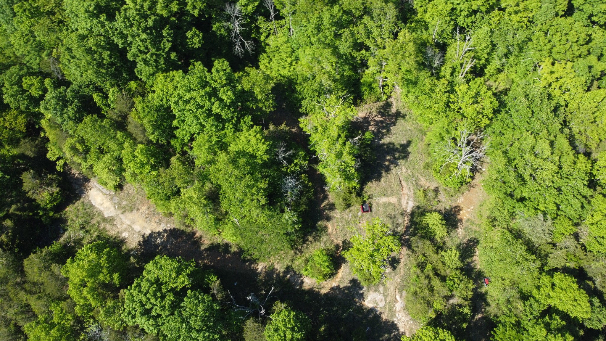 738 Rogues Fork Road Bethpage, TN 37022 - Photo 14 of 16 a view of a lush green forest