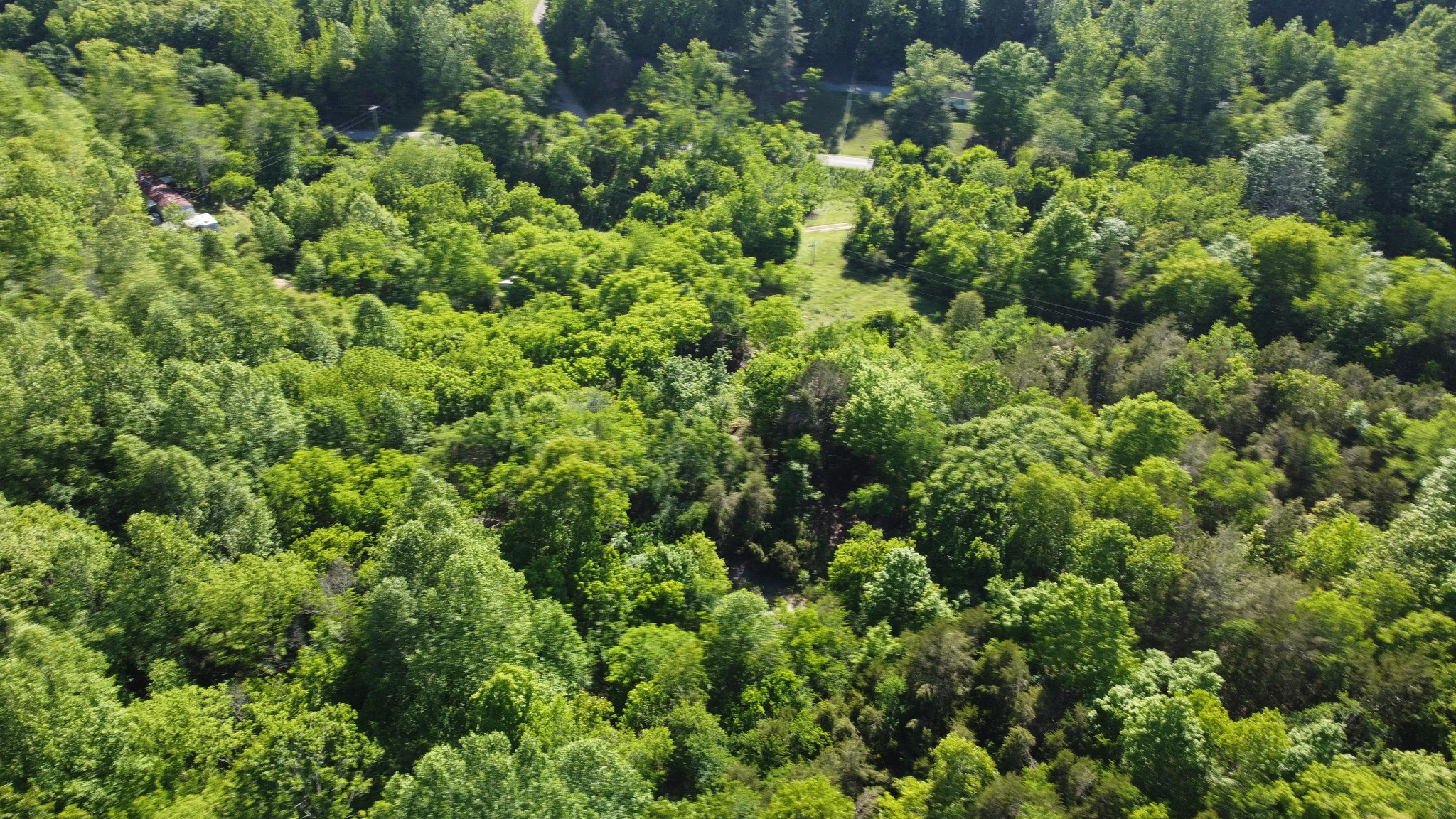 738 Rogues Fork Road Bethpage, TN 37022 - Photo 10 of 16 a view of a garden with plants