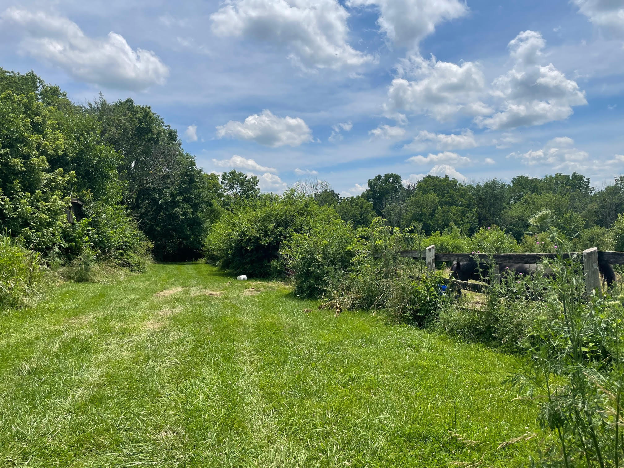 246 Redmon Road Paris, KY 40361 - Photo 17 of 29 red14