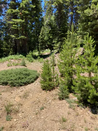 a view of a yard with plants and large trees