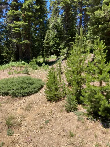 a view of a yard with plants and large trees