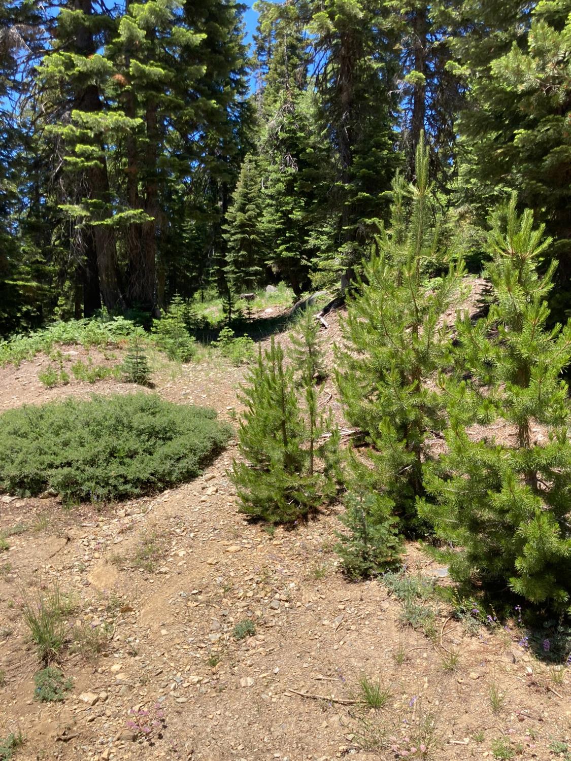 221 Norton Meadows Road Bucks Lake, CA 95971 - Photo 1 of 2 a view of a yard with plants and large trees