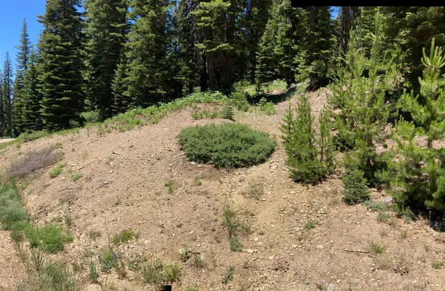 a view of a yard with plants and trees