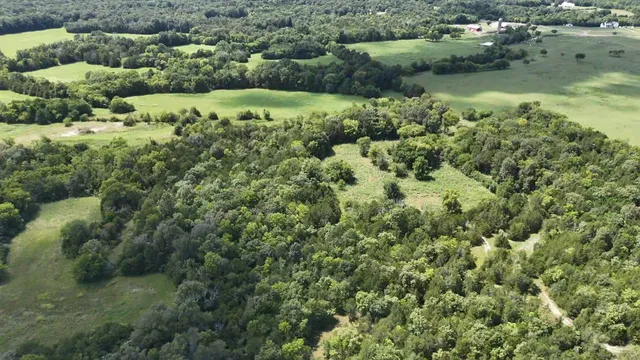 a view of a lush green forest with lots of trees
