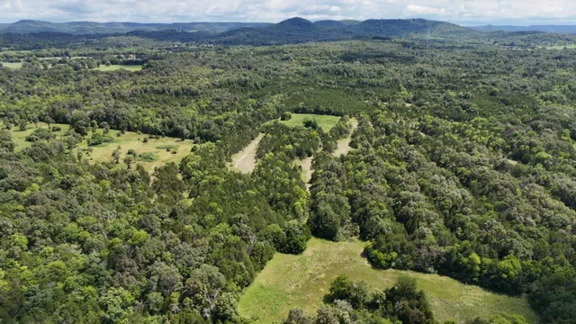 a view of a lush green field with a tree in the background