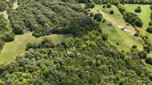 a view of a forest with a tree
