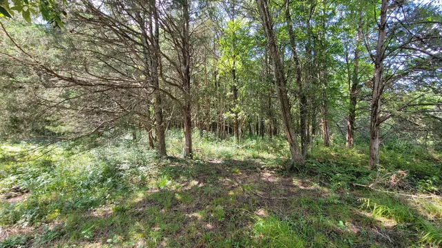 a view of outdoor space and green space