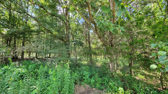 a view of a lush green forest