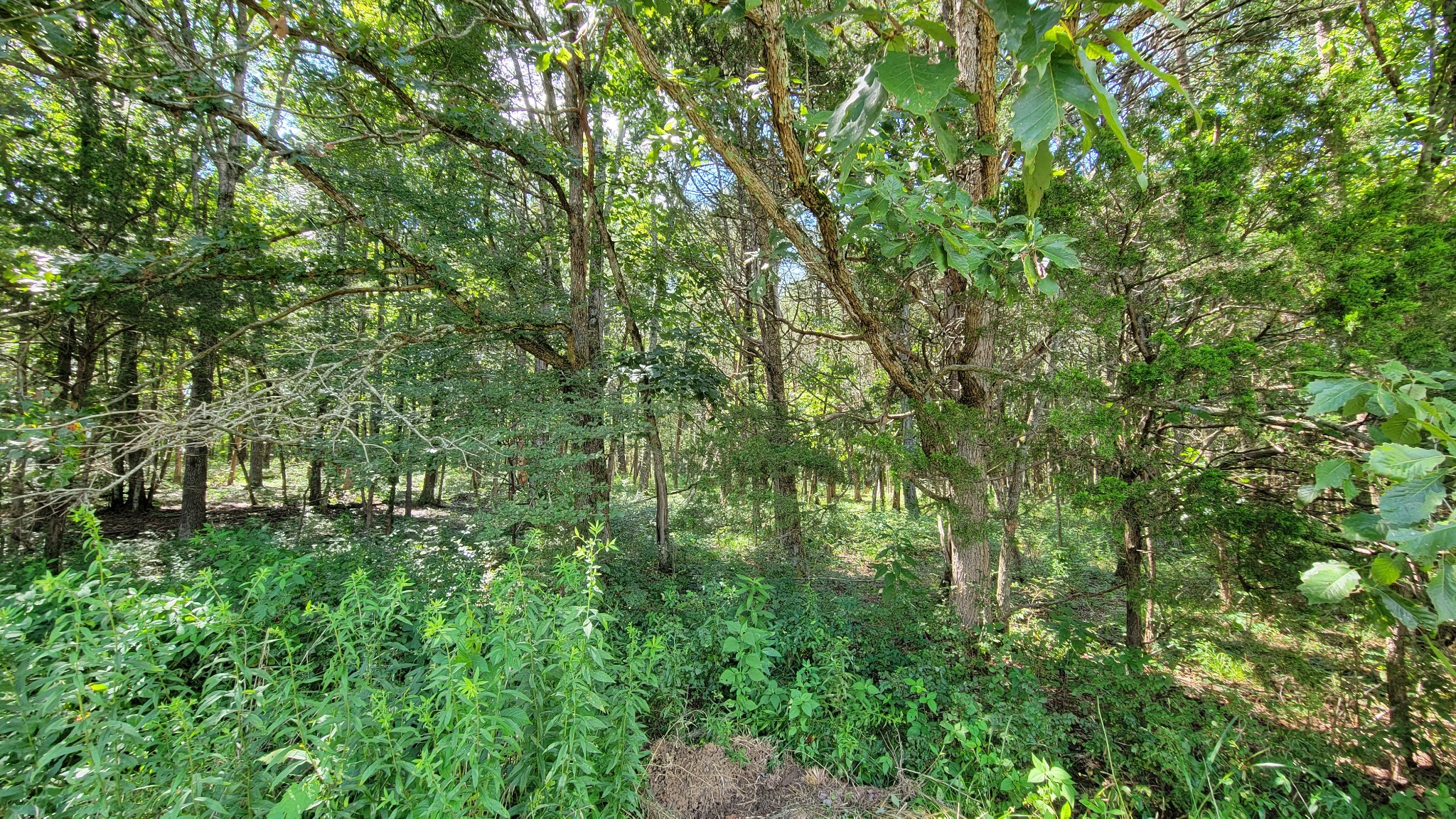 0 Murray-Kittrell Road Readyville, TN 37149 - Photo 9 of 25 a view of a lush green forest