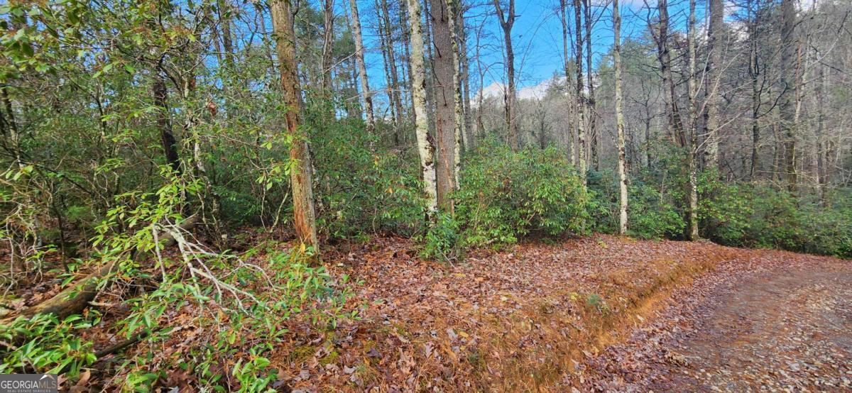 3-lots Ridgecrest Drive, Unit 76 78 80 Blue Ridge, GA 30513 - Photo 14 of 17 a view of a forest with trees