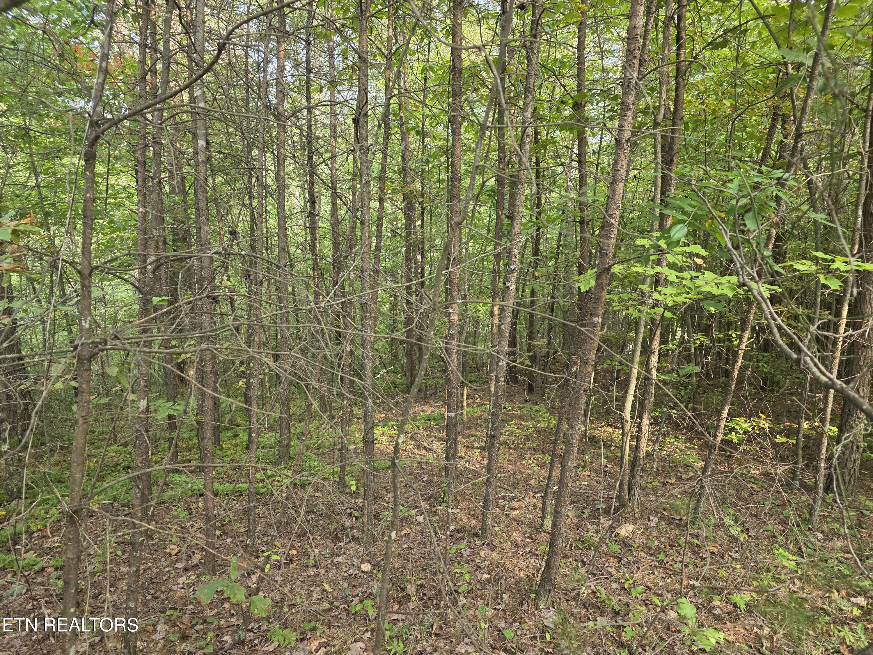 50 East Cove Road Monterey, TN 38574 - Photo 16 of 23 1000009359