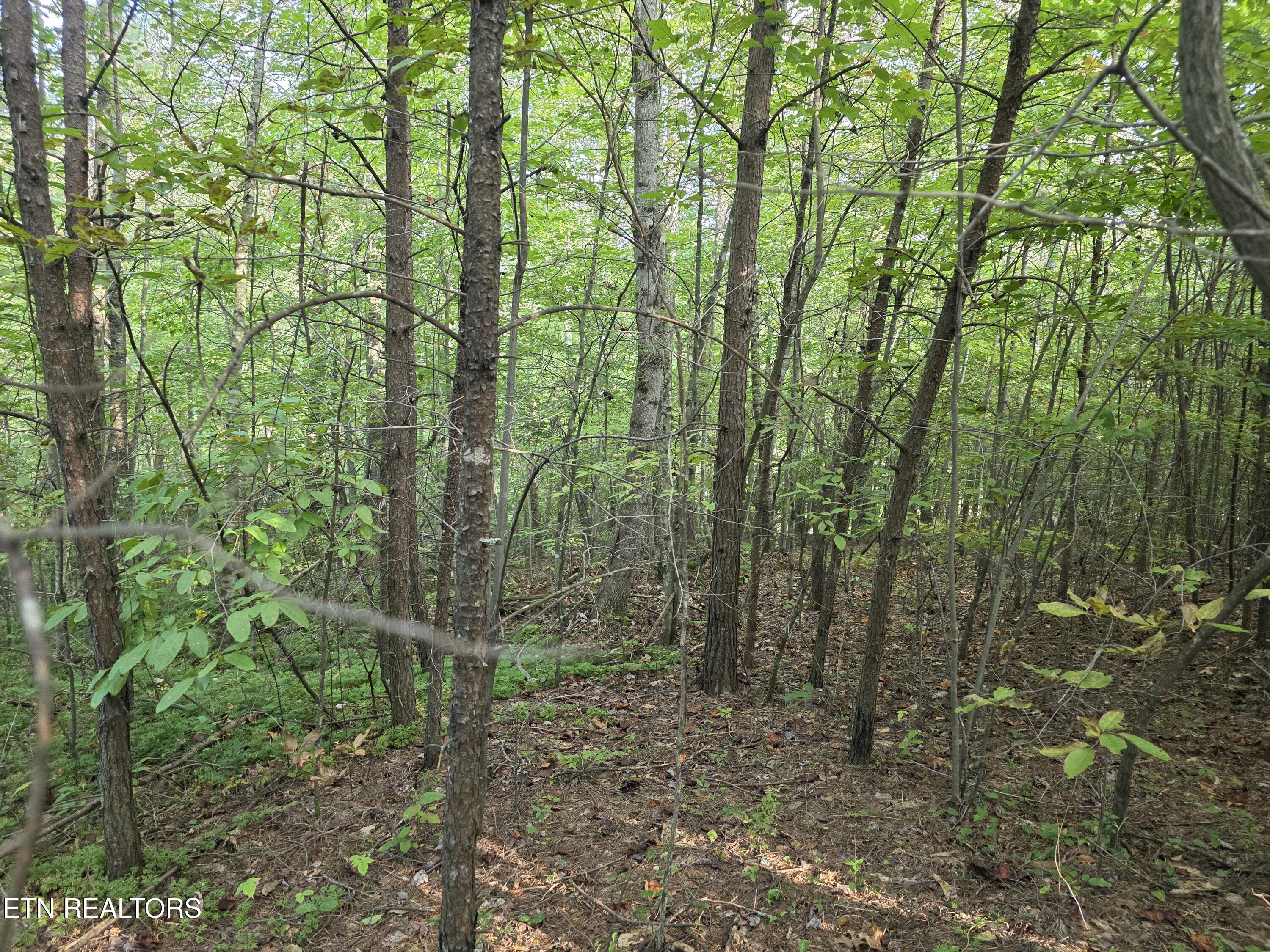 50 East Cove Road Monterey, TN 38574 - Photo 17 of 23 1000009360