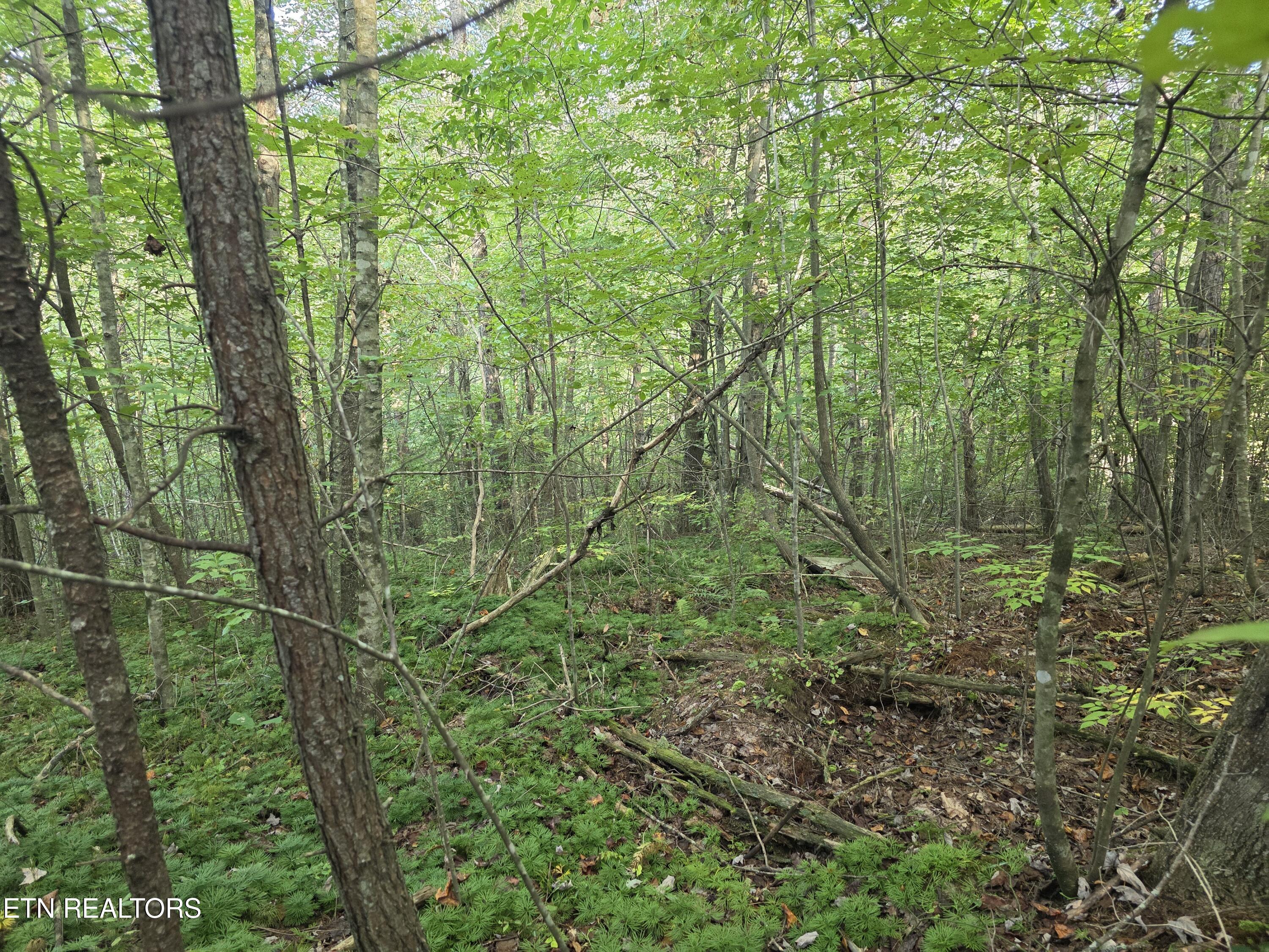 50 East Cove Road Monterey, TN 38574 - Photo 18 of 23 1000009361