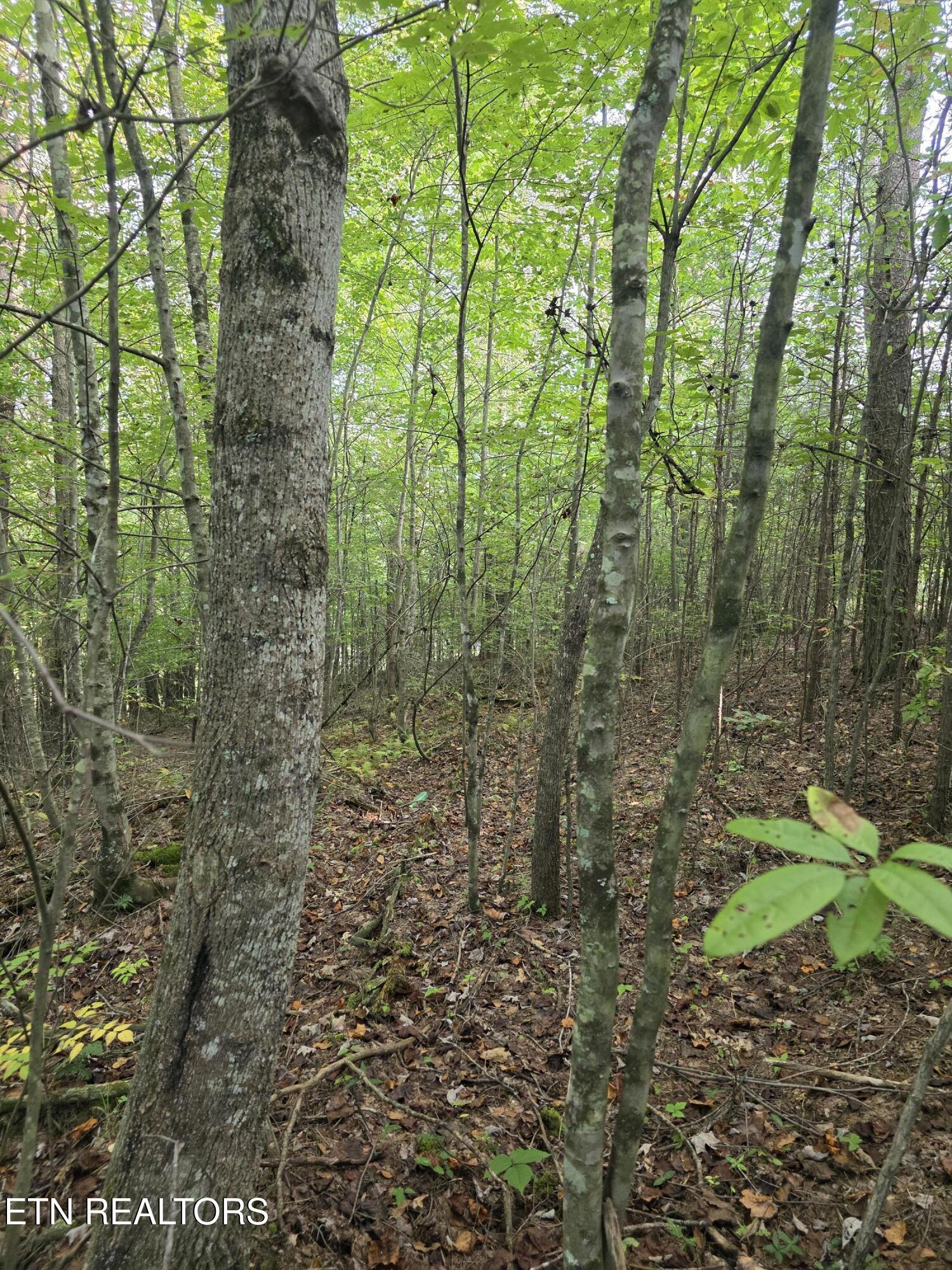 50 East Cove Road Monterey, TN 38574 - Photo 19 of 23 1000009362