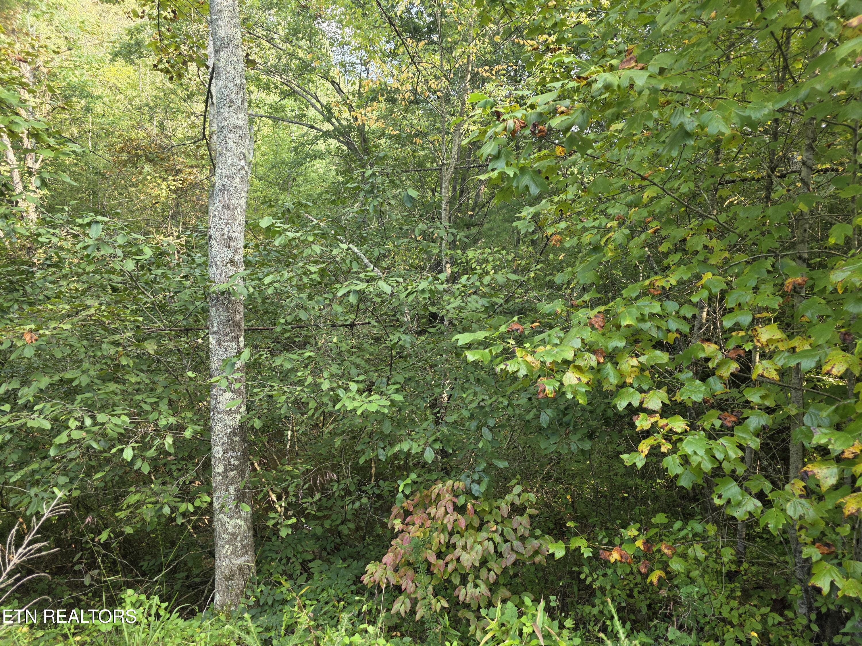 50 East Cove Road Monterey, TN 38574 - Photo 20 of 23 1000009363