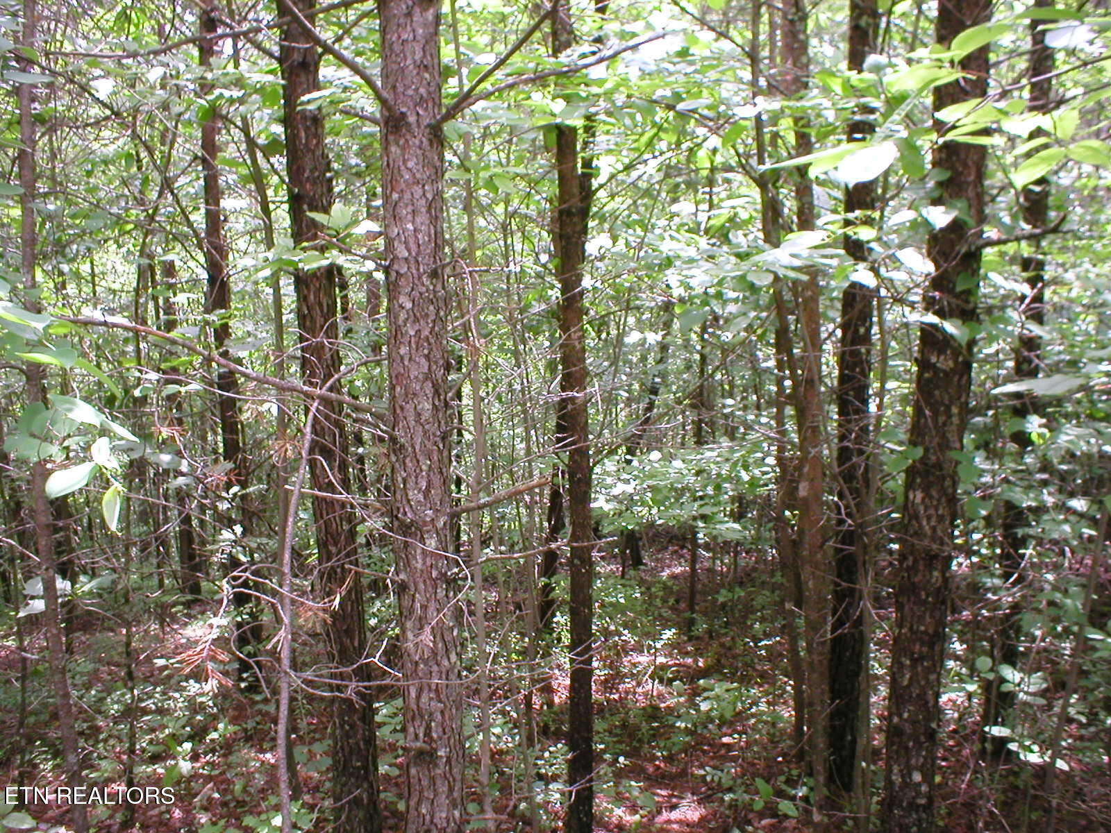 50 East Cove Road Monterey, TN 38574 - Photo 2 of 23 East Cove PIc 1