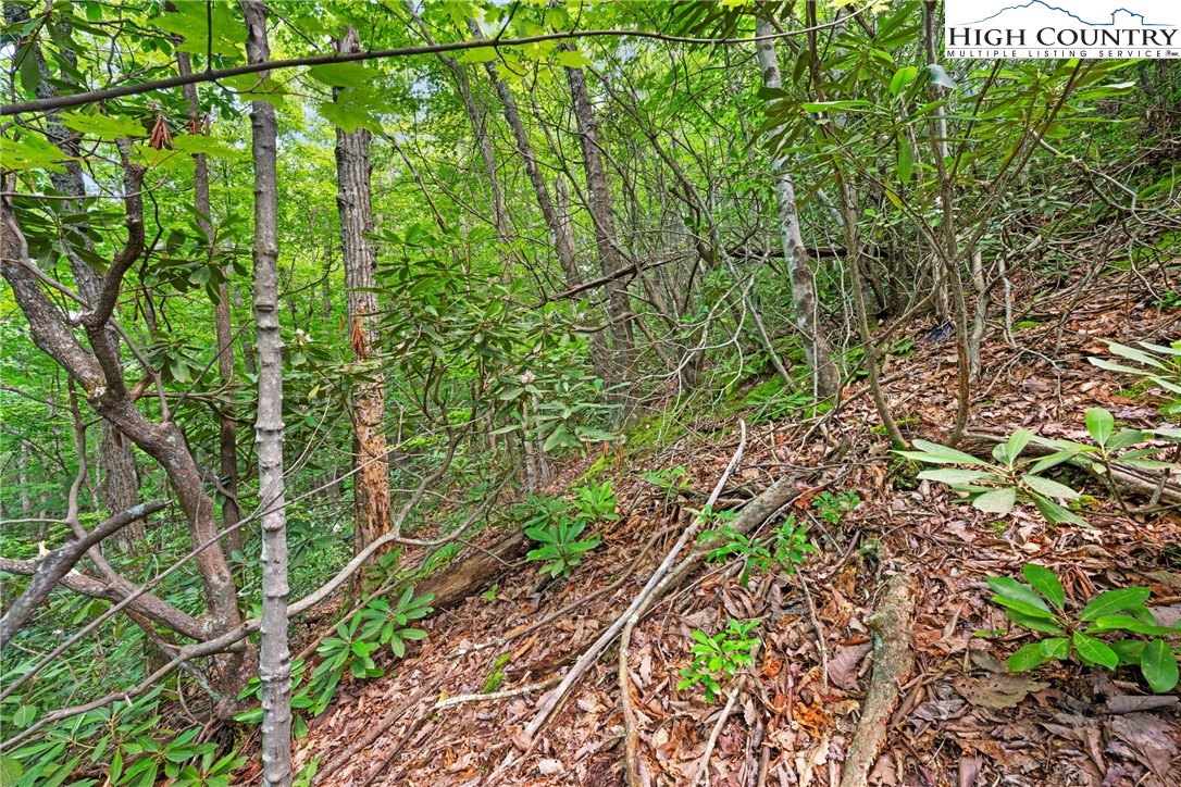 Lot 330 Pepperroot Road Boone, NC 28607 - Photo 15 of 16 a view of a yard with a tree