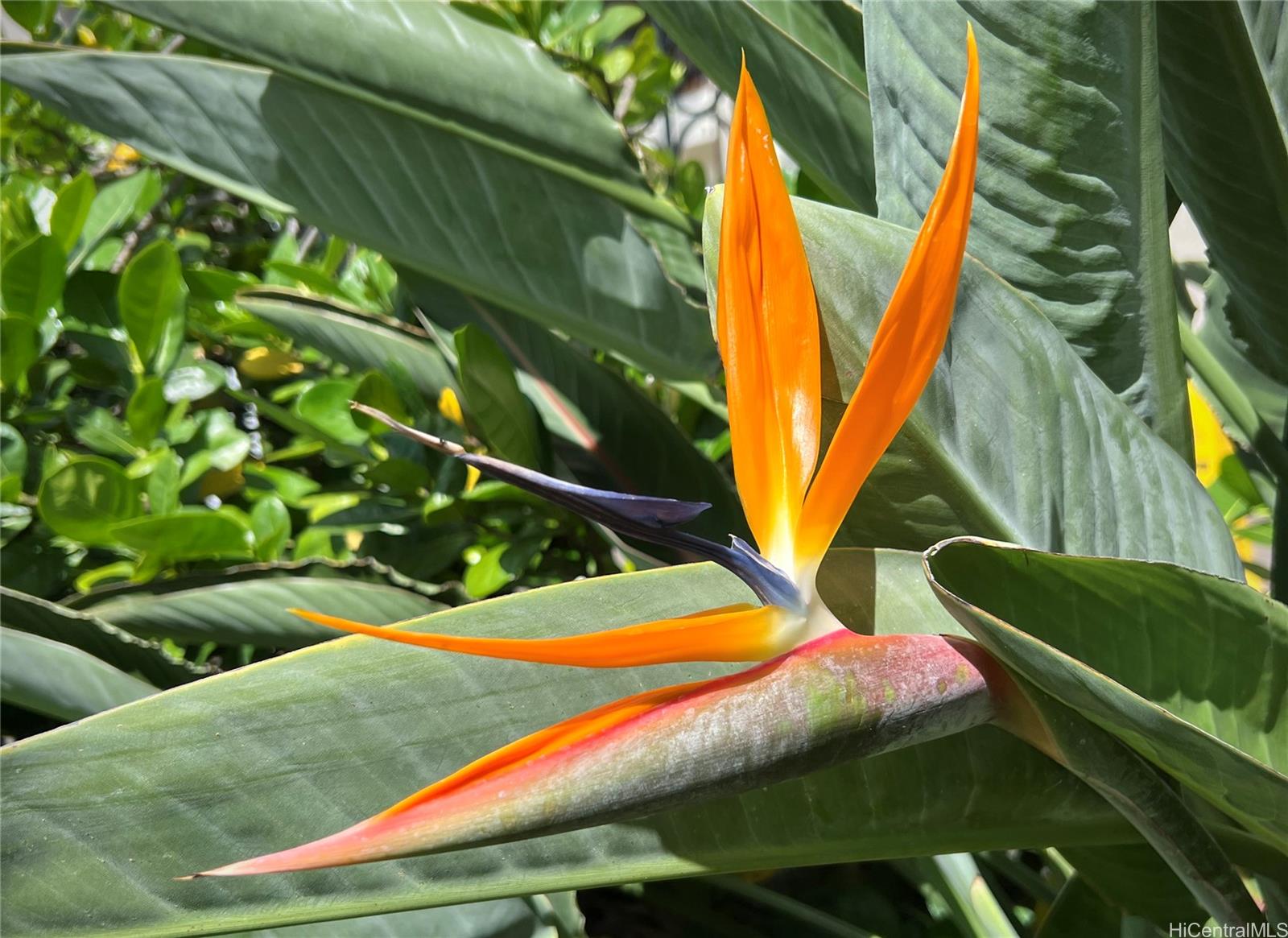500 Lunalilo Home Road, Unit 34A Honolulu, HI 96825 - Photo 23 of 25 Lovely bird of paradise are found throughout the complex.