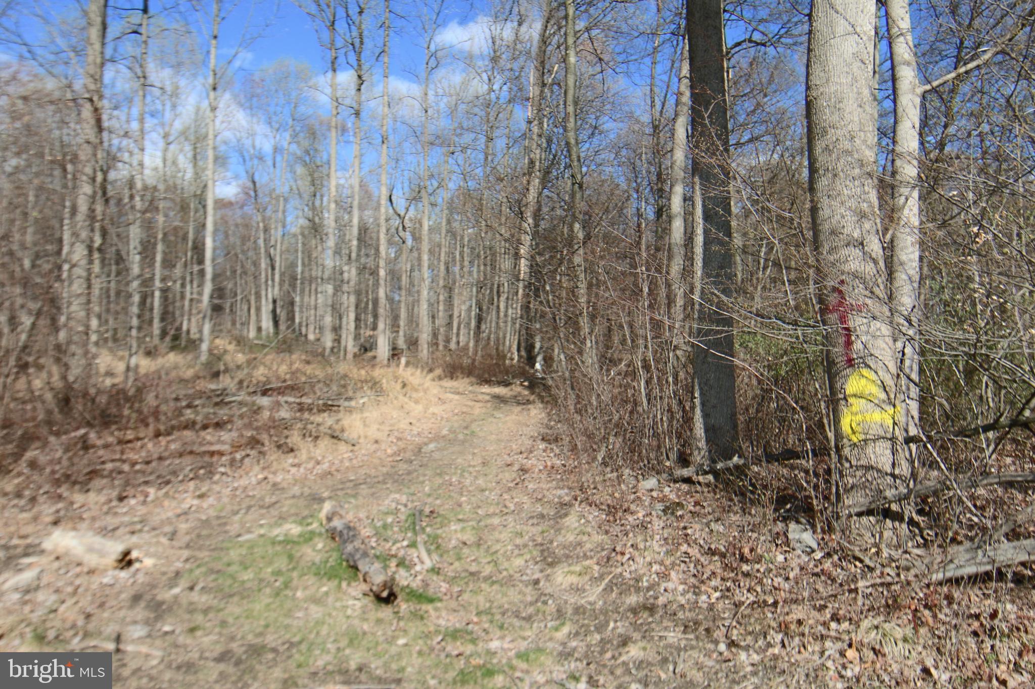 0 South Forge Road Palmyra, PA 17078 - Photo 5 of 15 Yellow on tree marks front right lot corner
