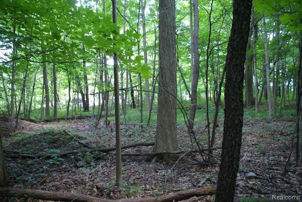 4465 Mitchell Road Metamora, MI 48455 - Photo 85 of 85 Large mature trees.