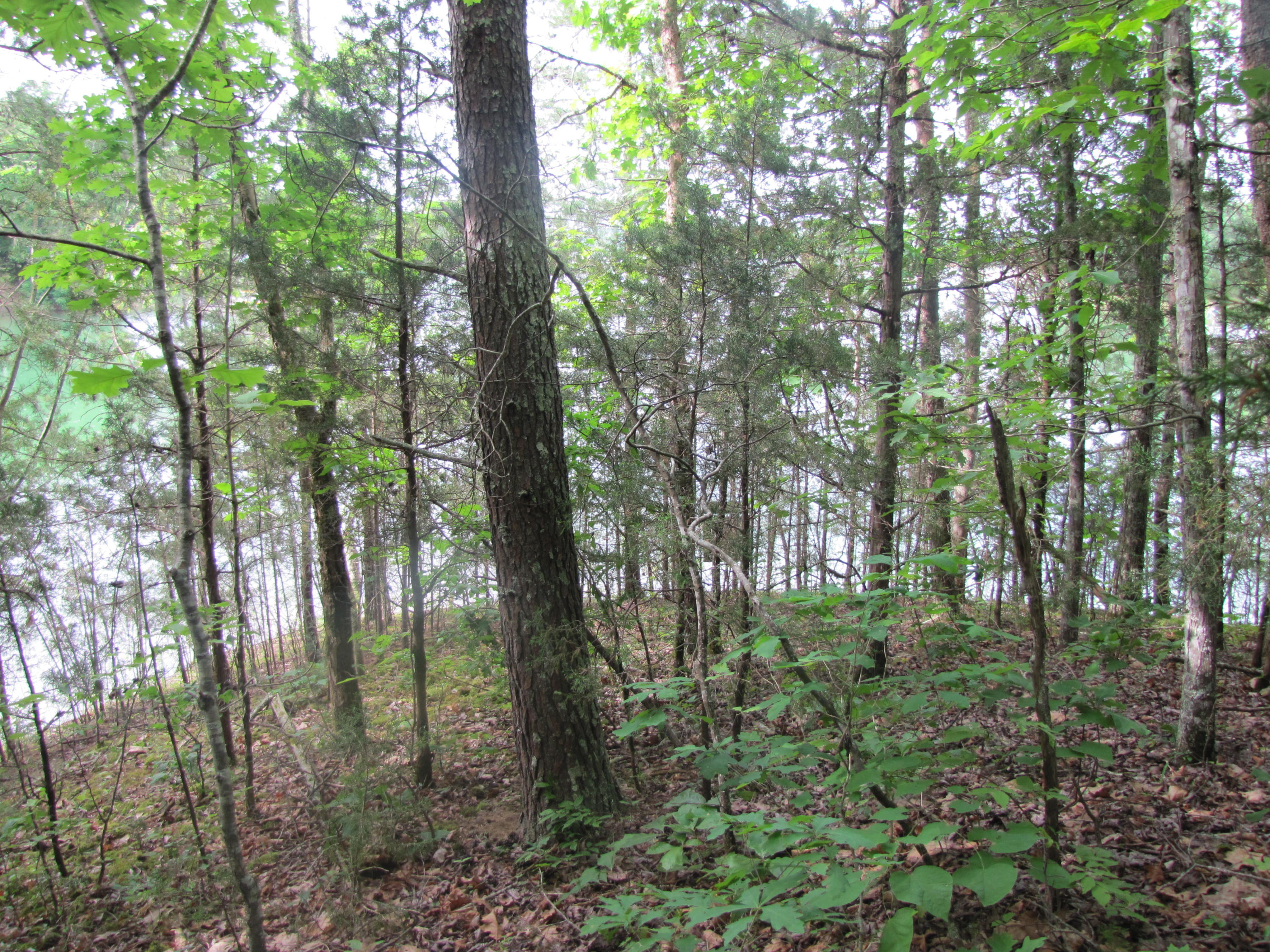 Lot 1 Redbud View Road Sevierville, TN 37876 - Photo 13 of 25 IMG_2785