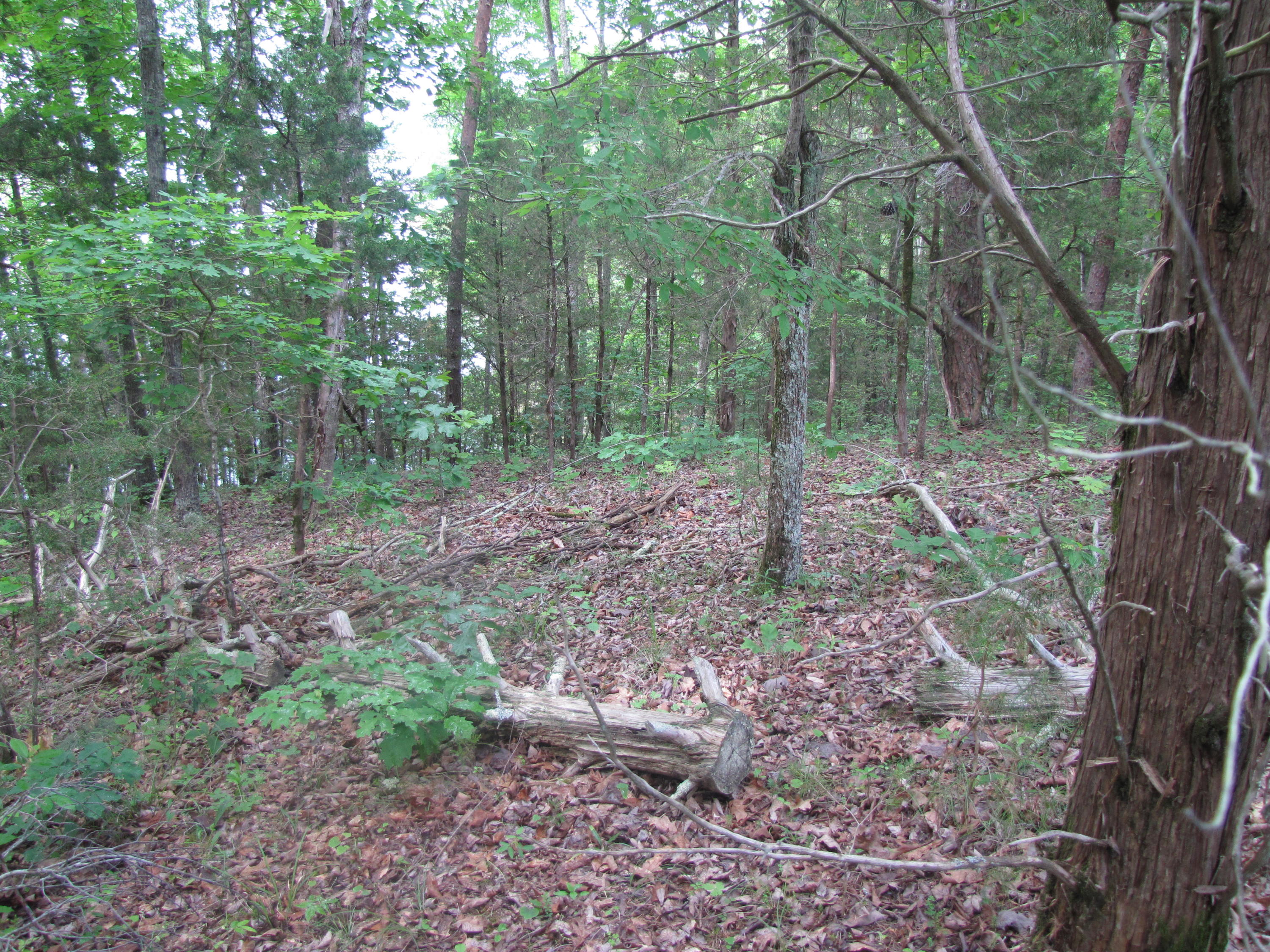 Lot 1 Redbud View Road Sevierville, TN 37876 - Photo 16 of 25 IMG_2789