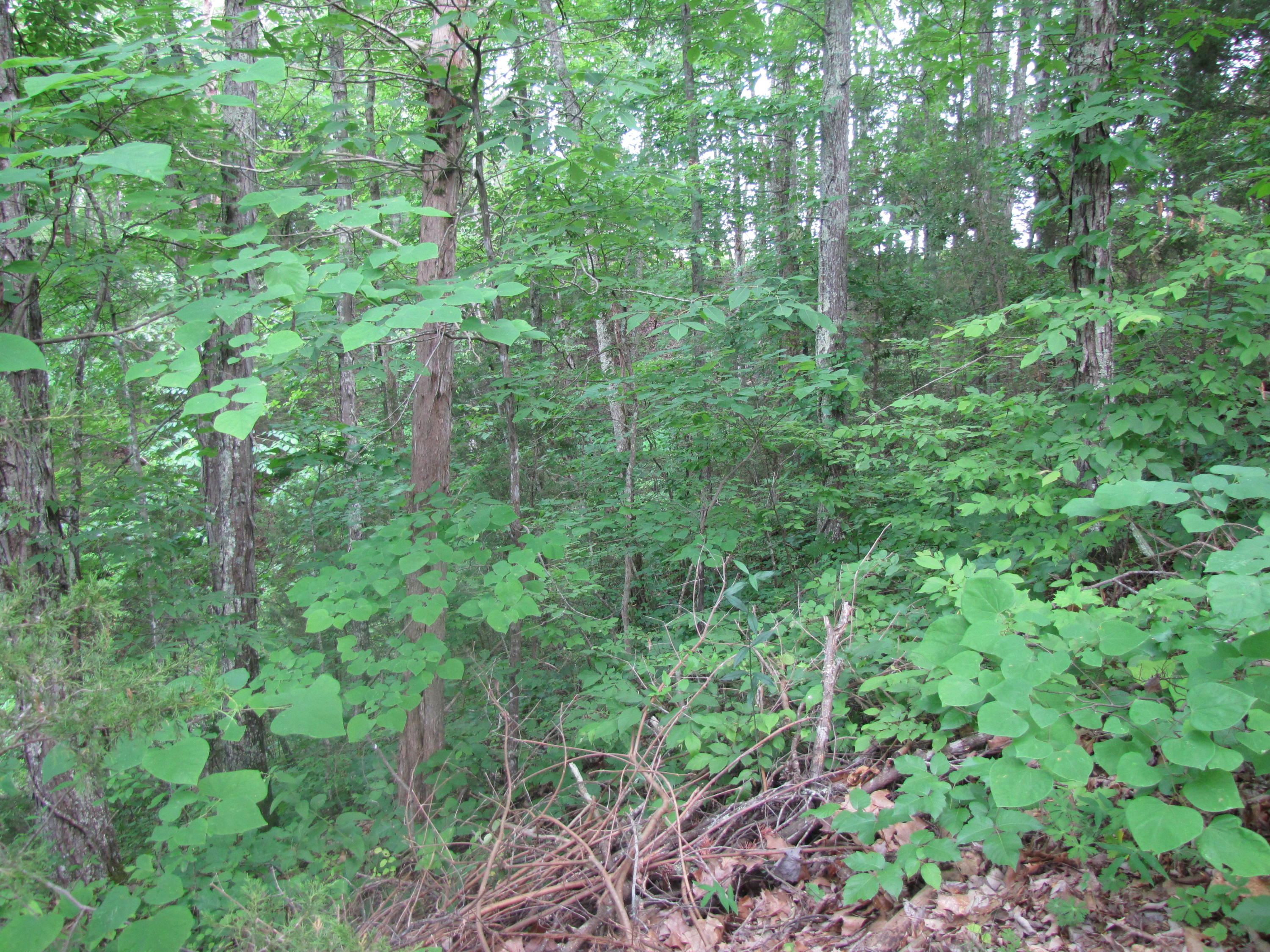 Lot 1 Redbud View Road Sevierville, TN 37876 - Photo 24 of 25 IMG_2799