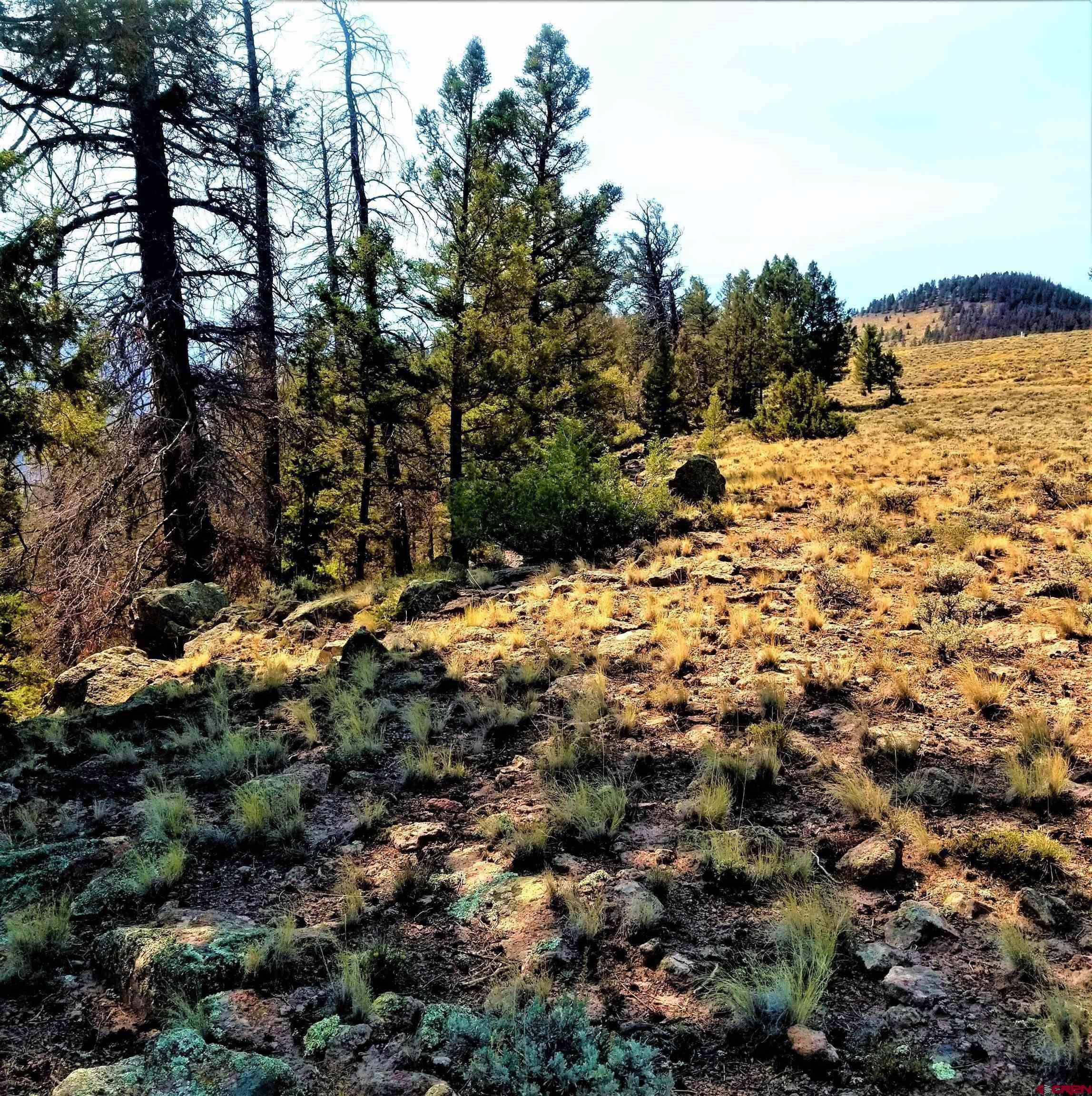 210 Schofield Trail Powderhorn, CO 81243 - Photo 4 of 9