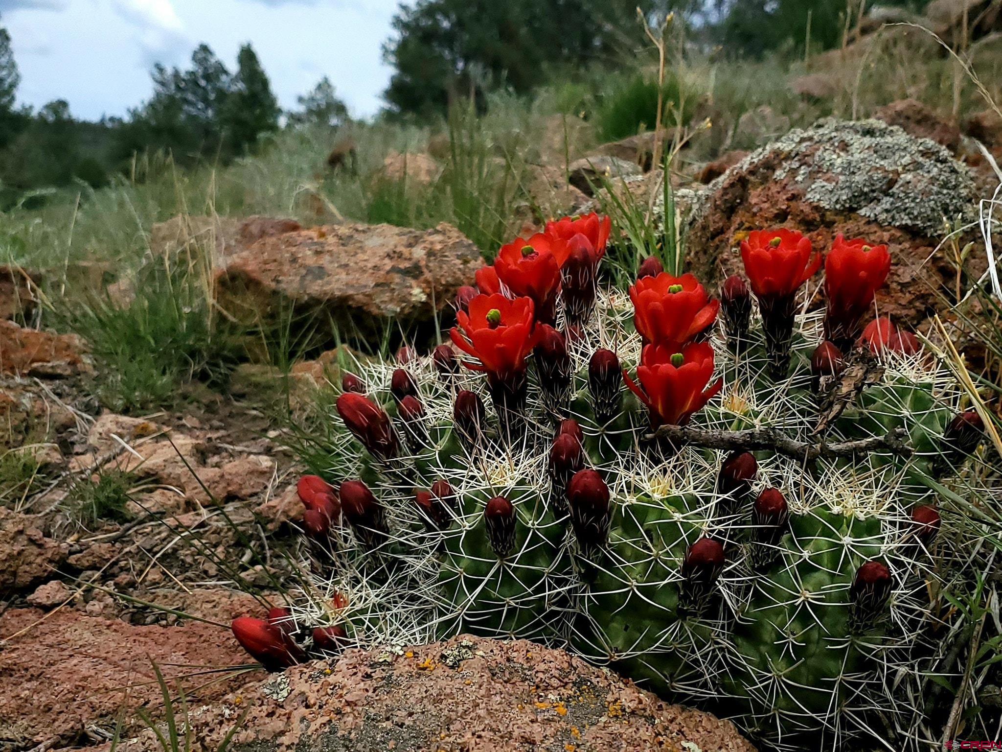 210 Schofield Trail Powderhorn, CO 81243 - Photo 5 of 9