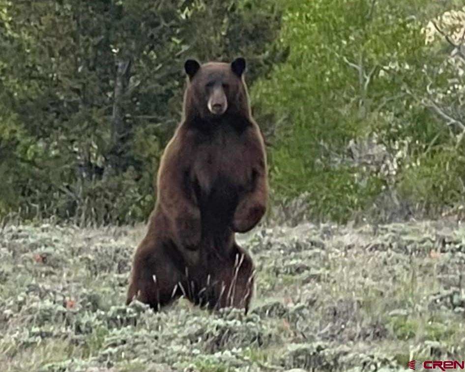 210 Schofield Trail Powderhorn, CO 81243 - Photo 7 of 9 a view of statue in a forest