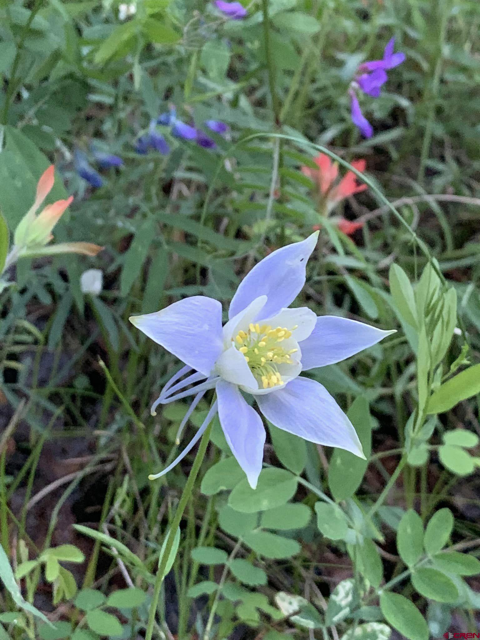 210 Schofield Trail Powderhorn, CO 81243 - Photo 9 of 9 a view of a flower