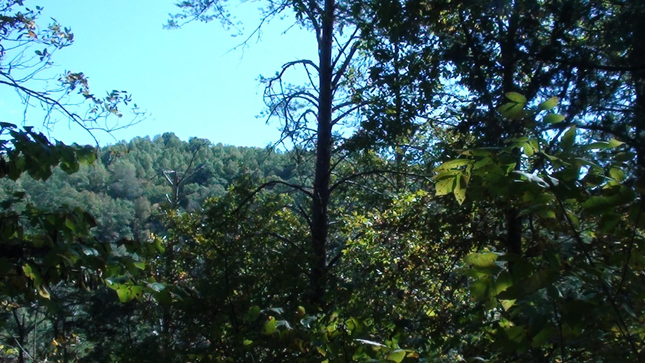 20-ac Chestnut Ridge Road Eidson, TN 37731 - Photo 1 of 8 DSC00776