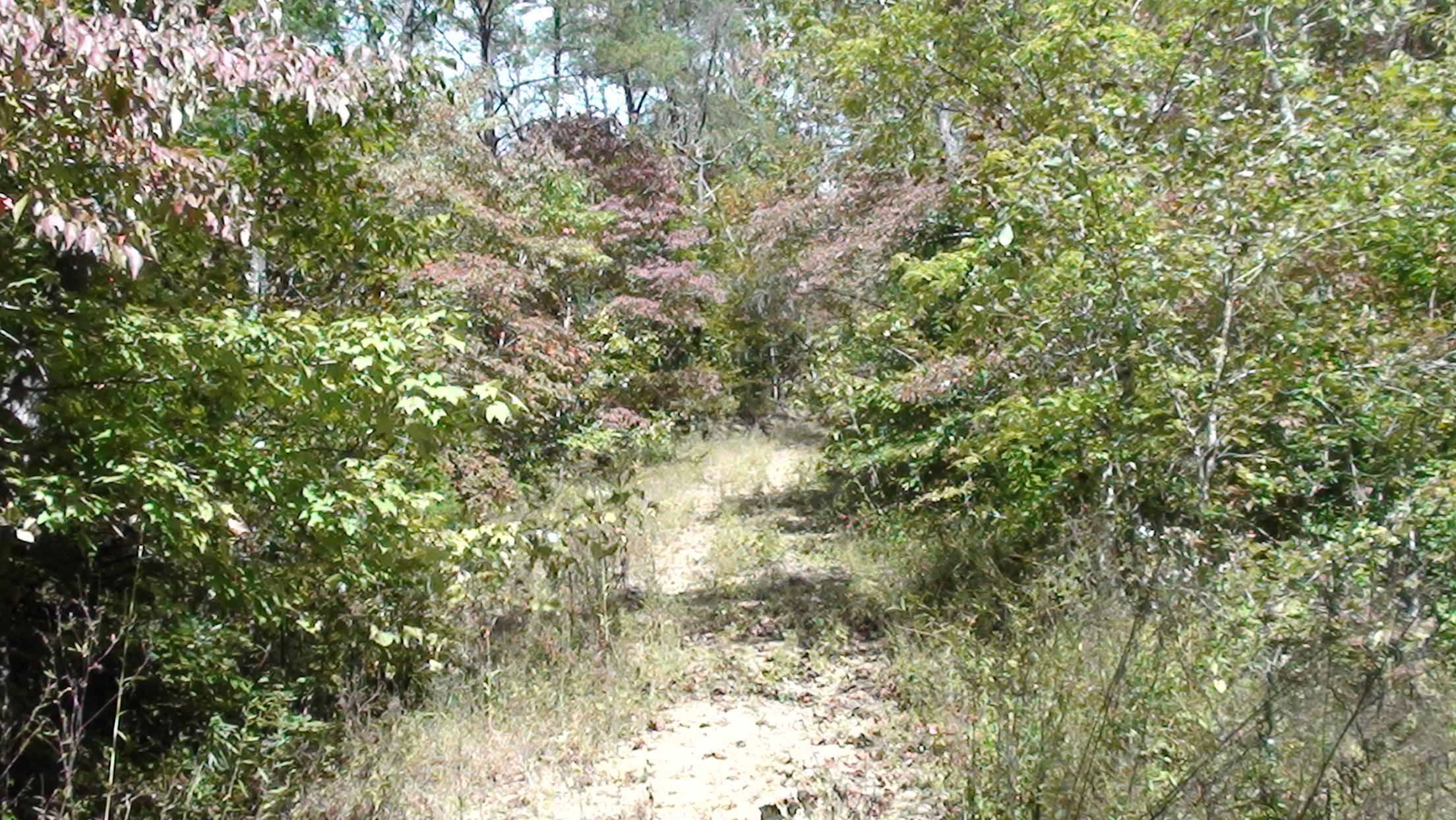 20-ac Chestnut Ridge Road Eidson, TN 37731 - Photo 2 of 8 DSC00771