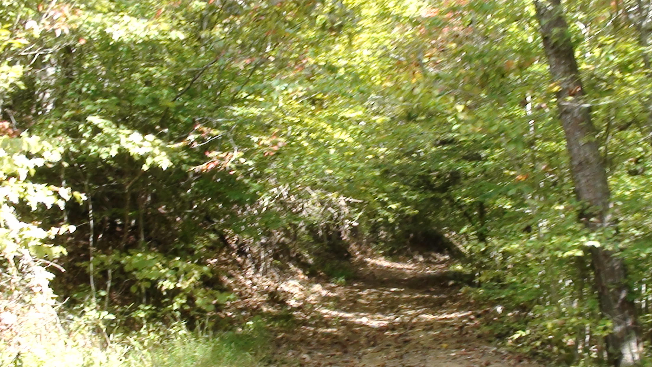 20-ac Chestnut Ridge Road Eidson, TN 37731 - Photo 3 of 8 DSC00774