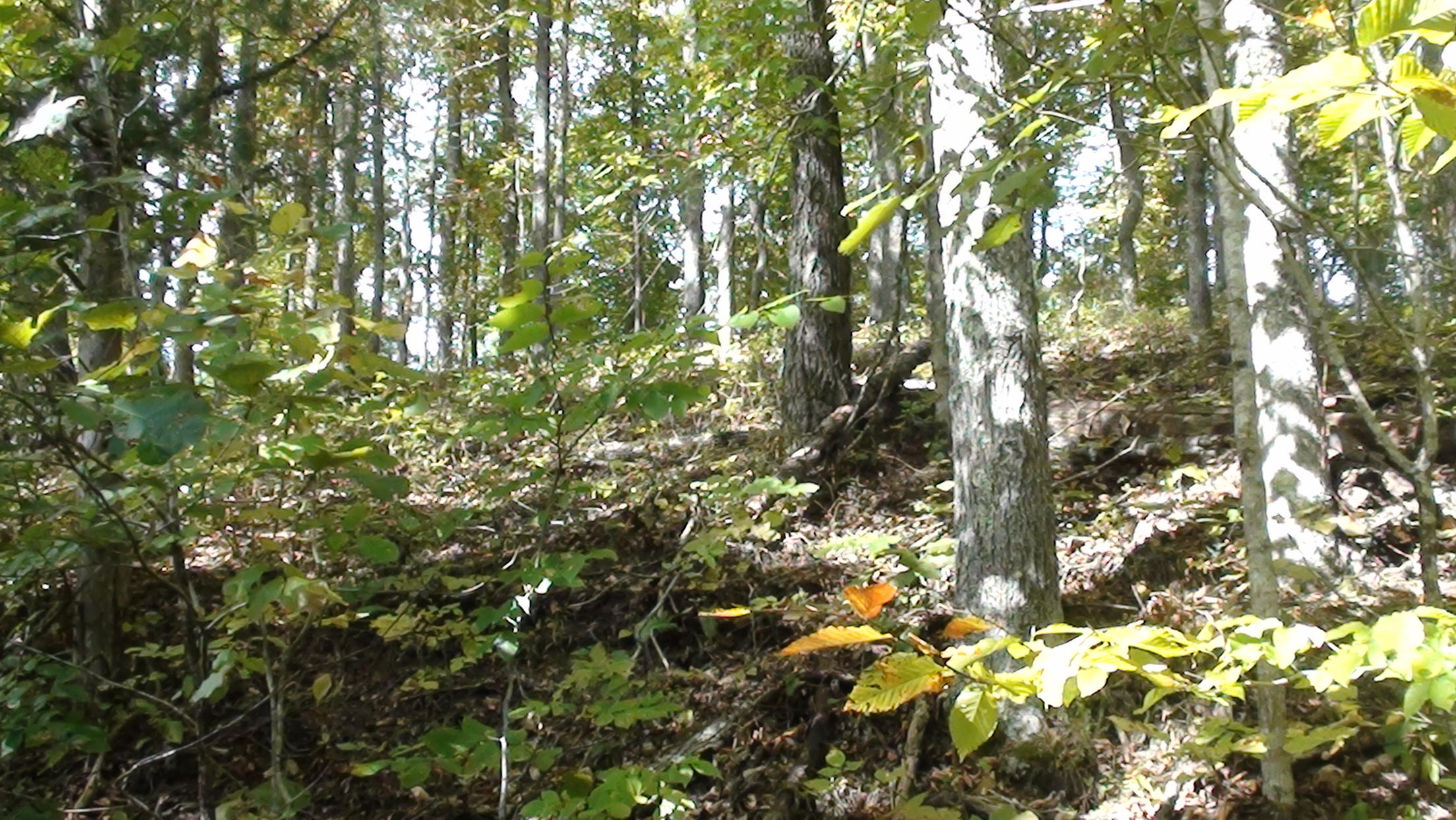 20-ac Chestnut Ridge Road Eidson, TN 37731 - Photo 4 of 8 DSC00778