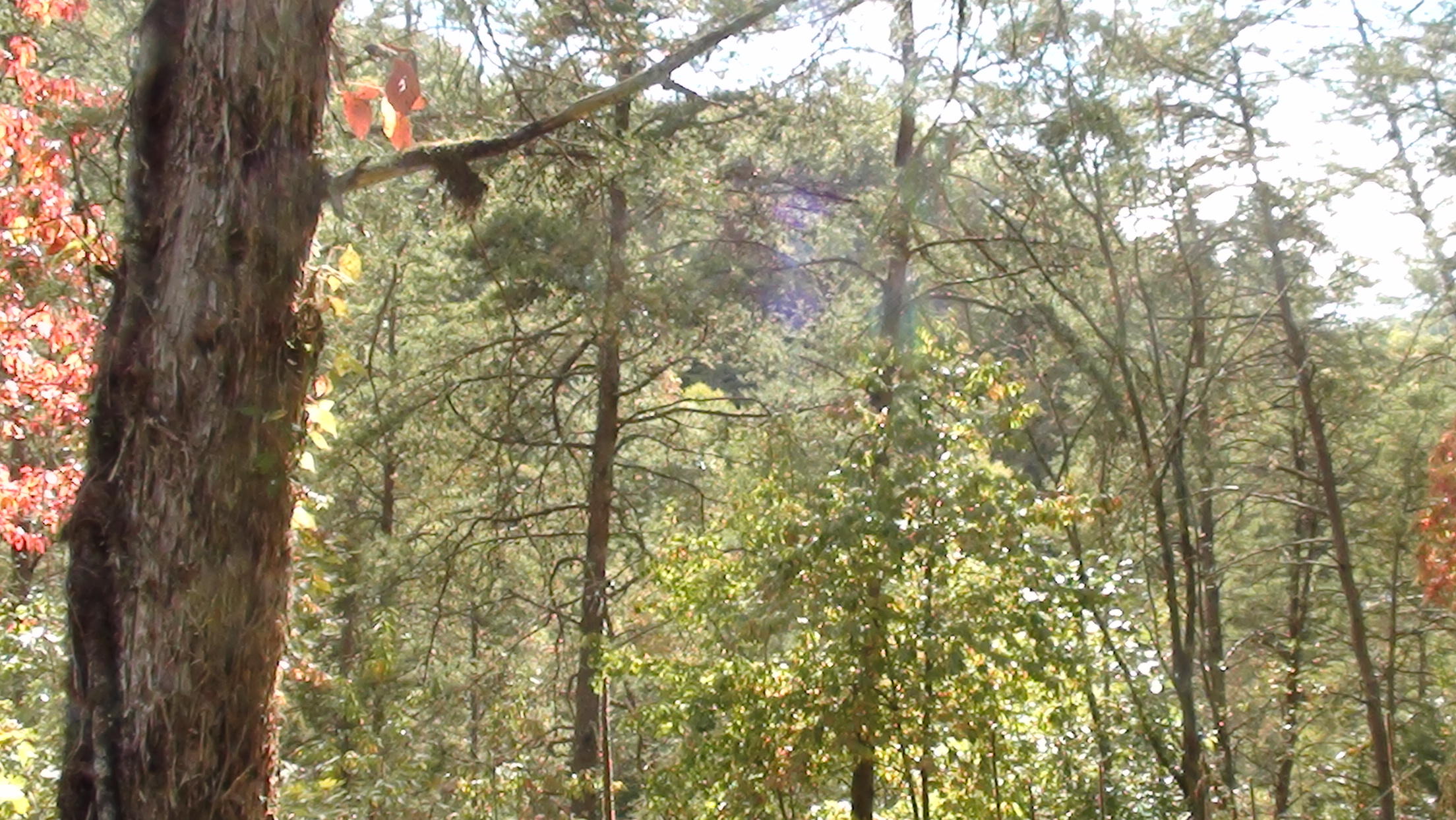 20-ac Chestnut Ridge Road Eidson, TN 37731 - Photo 6 of 8 DSC00781