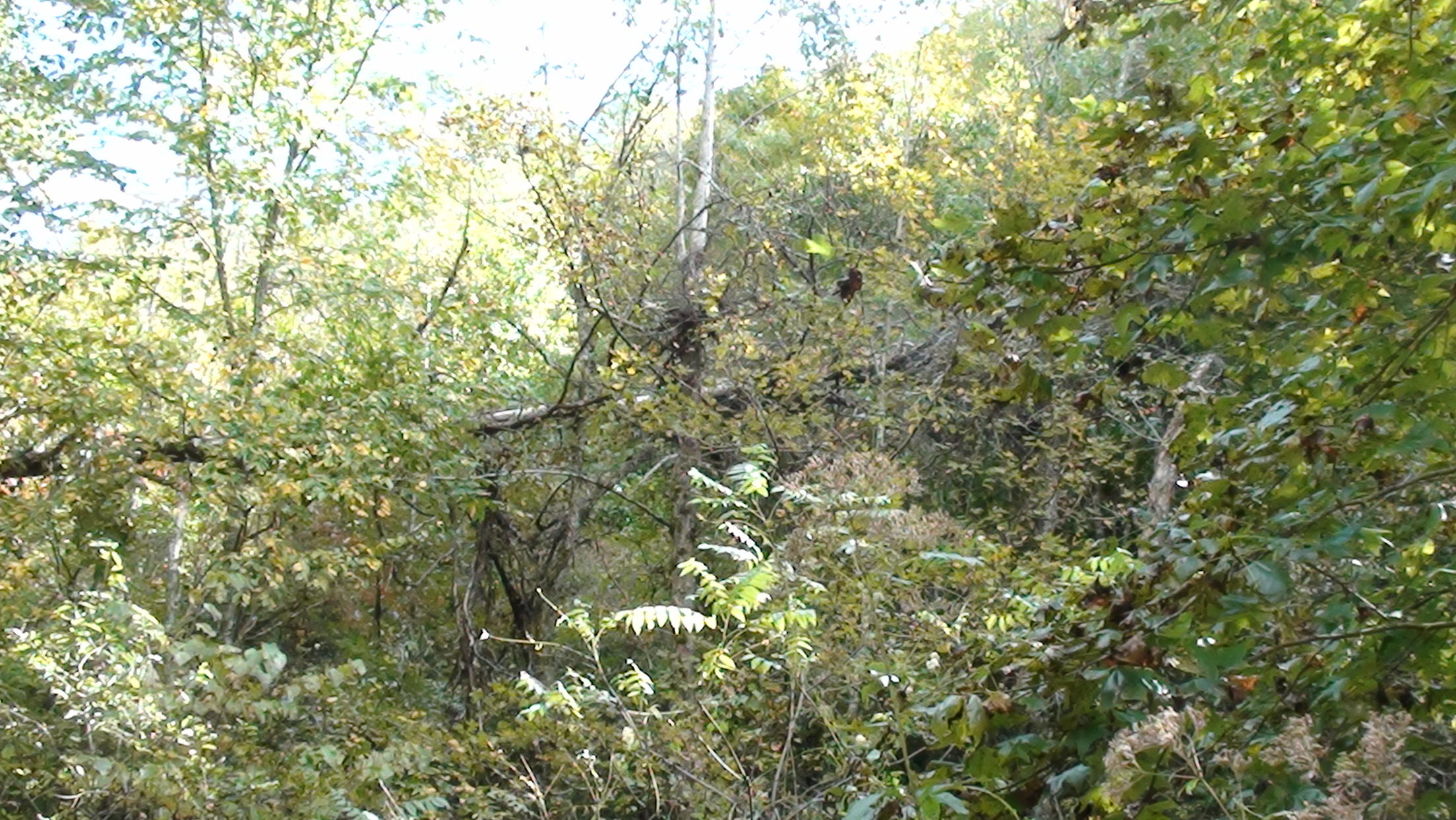 20-ac Chestnut Ridge Road Eidson, TN 37731 - Photo 8 of 8 DSC00773