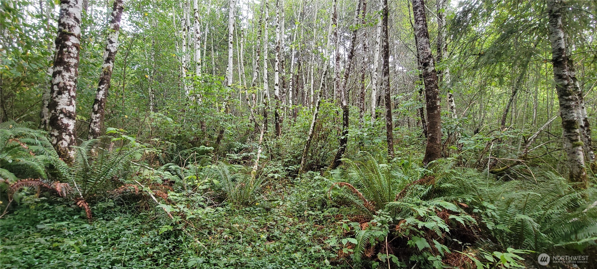 360 Mudgett Mountain Road Montesano, WA 98563 - Photo 10 of 14 Gallery Image 10