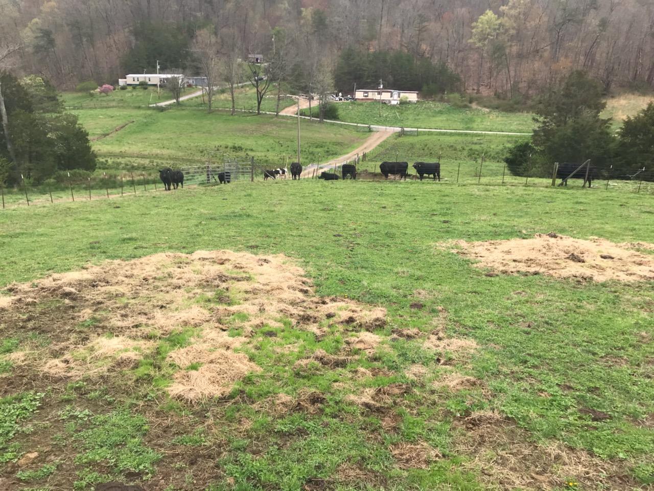 1431 Avondale Springs Rutledge, TN 37861 - Photo 10 of 10 29464