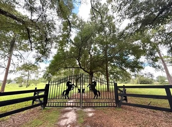 a view of a park with large trees