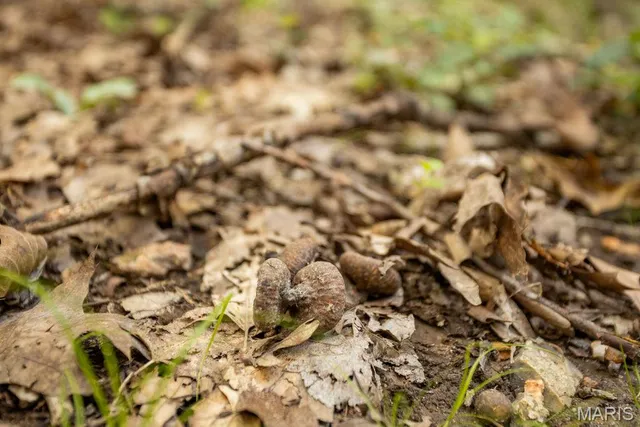 $499,000 | 1000 State Hwy A, Iberia, MO 65486