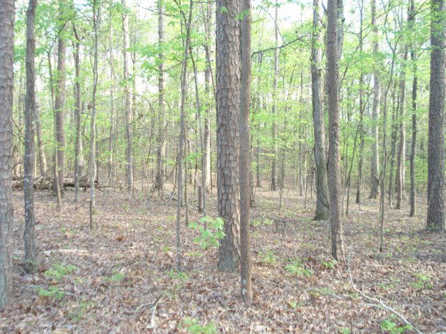 177 Sandpiper Point Counce, TN 38326 - Photo 1 of 3 Gallery Image 1